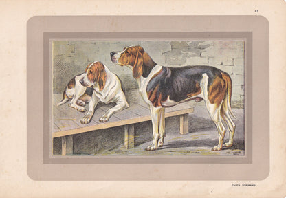 1931 CHIEN NORMAND DOG Print - Original Antique Hunting Dog Print - Dog Wall Art - Animal Wall Art - 92 Years Old - 11 x 7.75 Inches