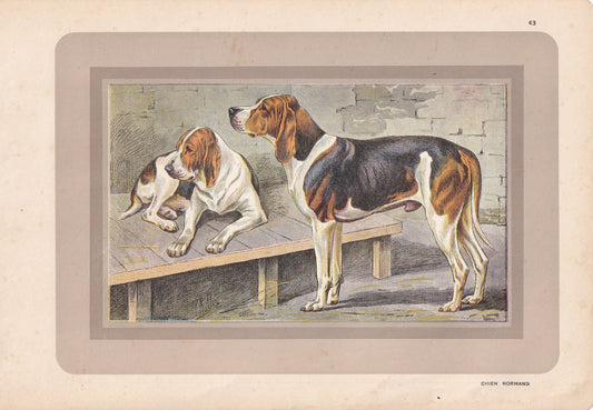1931 CHIEN NORMAND DOG Print - Original Antique Hunting Dog Print - Dog Wall Art - Animal Wall Art - 92 Years Old - 11 x 7.75 Inches