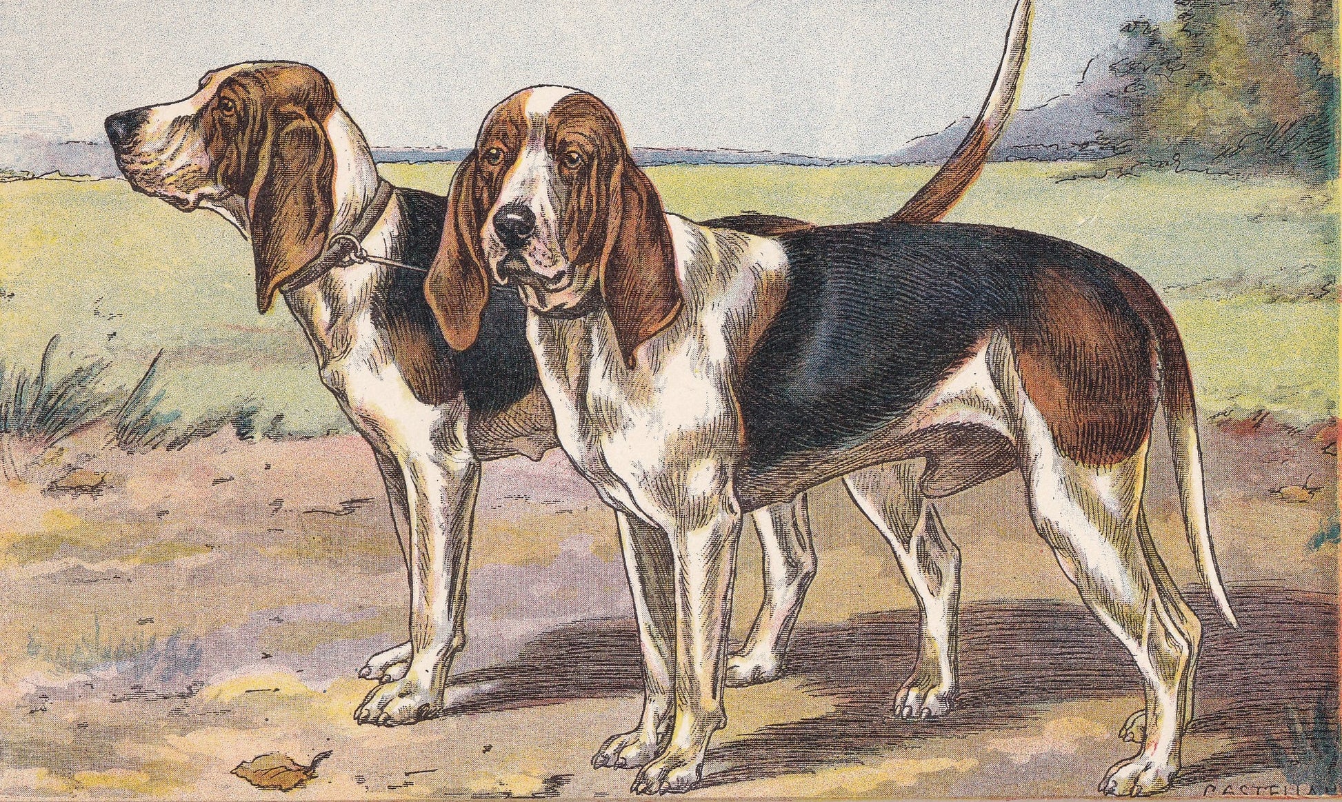 1931 ARTESIEN NORMAND DOG Print - Original Antique Hunting Dog Print - Dog Wall Art - 92 Years Old - 11 x 7.75 Inches