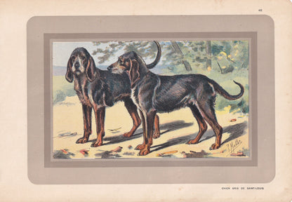 1931 CHIEN-GRIS DOG Print - Original Antique Hunting Dog Print - Dog Wall Art - 92 Years Old - 11 x 7.75 Inches