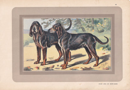 1931 CHIEN-GRIS DOG Print - Original Antique Hunting Dog Print - Dog Wall Art - 92 Years Old - 11 x 7.75 Inches