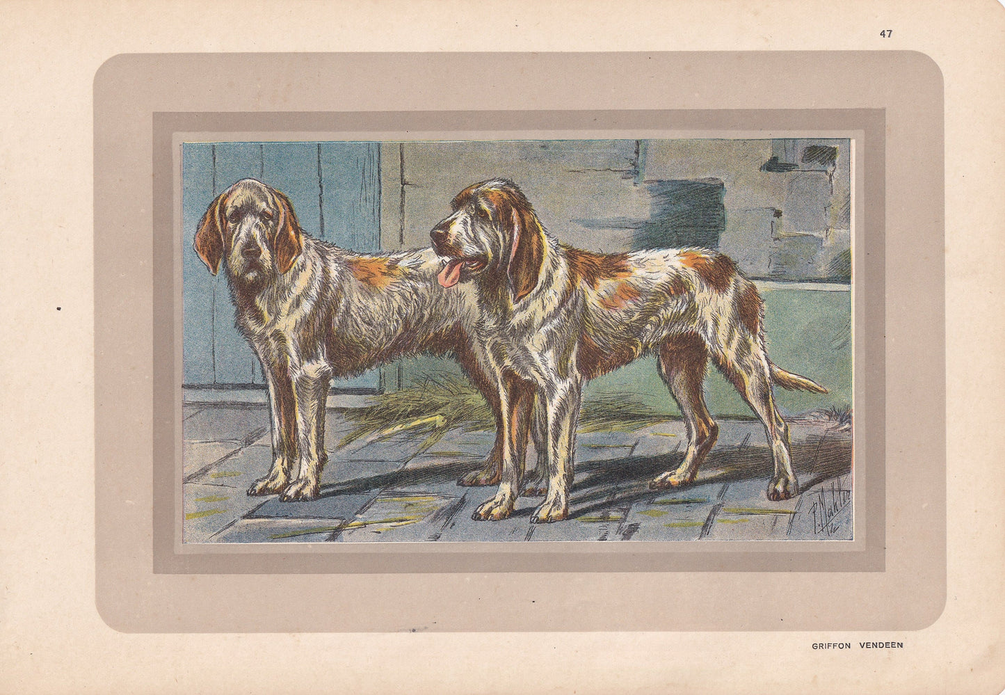 1931 GRIFFON VENDEEN DOG Print - Original Antique Hunting Dog Print - Dog Wall Art - 92 Years Old - 11 x 7.75 Inches