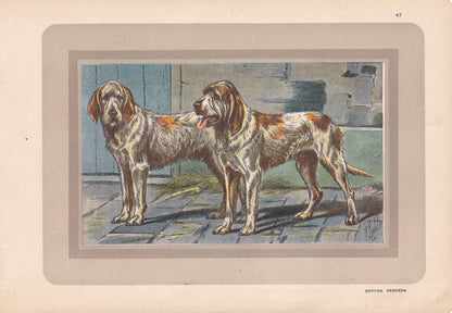 1931 GRIFFON VENDEEN DOG Print - Original Antique Hunting Dog Print - Dog Wall Art - 92 Years Old - 11 x 7.75 Inches