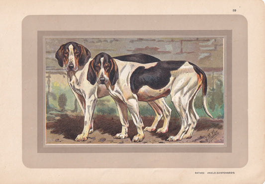 1931 BATARD ANGLO-SAINTONGEOIS Print - Original Antique Hunting Dog Print - Dog Wall Art - 92 Years Old - 11 x 7.75 Inches