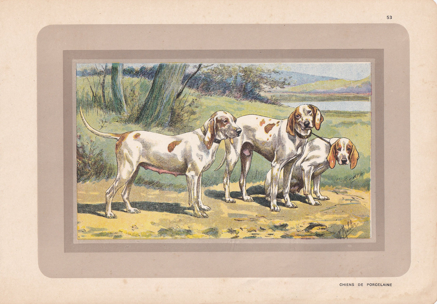 1931 PORCELAINE DOG Print - Original Antique Hunting Dog Print - Dog Wall Art - 92 Years Old - 11 x 7.75 Inches