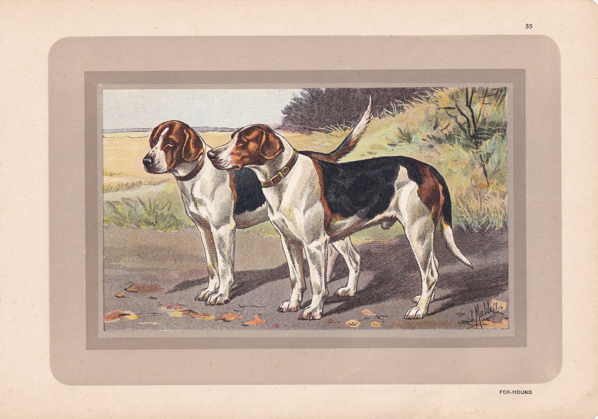 1931 FOXHOUND Print - Original Antique Hunting Dog Print - Dog Wall Art - 92 Years Old - 11 x 7.75 Inches