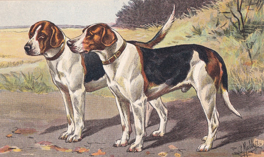 1931 FOXHOUND Print - Original Antique Hunting Dog Print - Dog Wall Art - 92 Years Old - 11 x 7.75 Inches