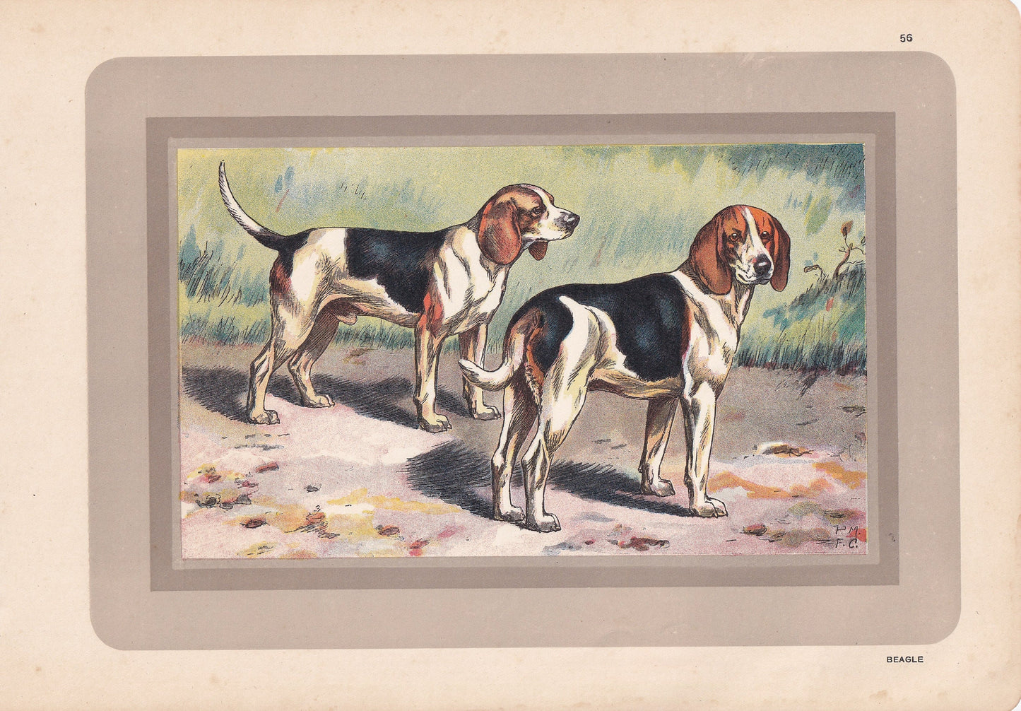 1931 BEAGLE DOG Print - Original Antique Hunting Dog Print - Dog Wall Art - 92 Years Old - 11 x 7.75 Inches