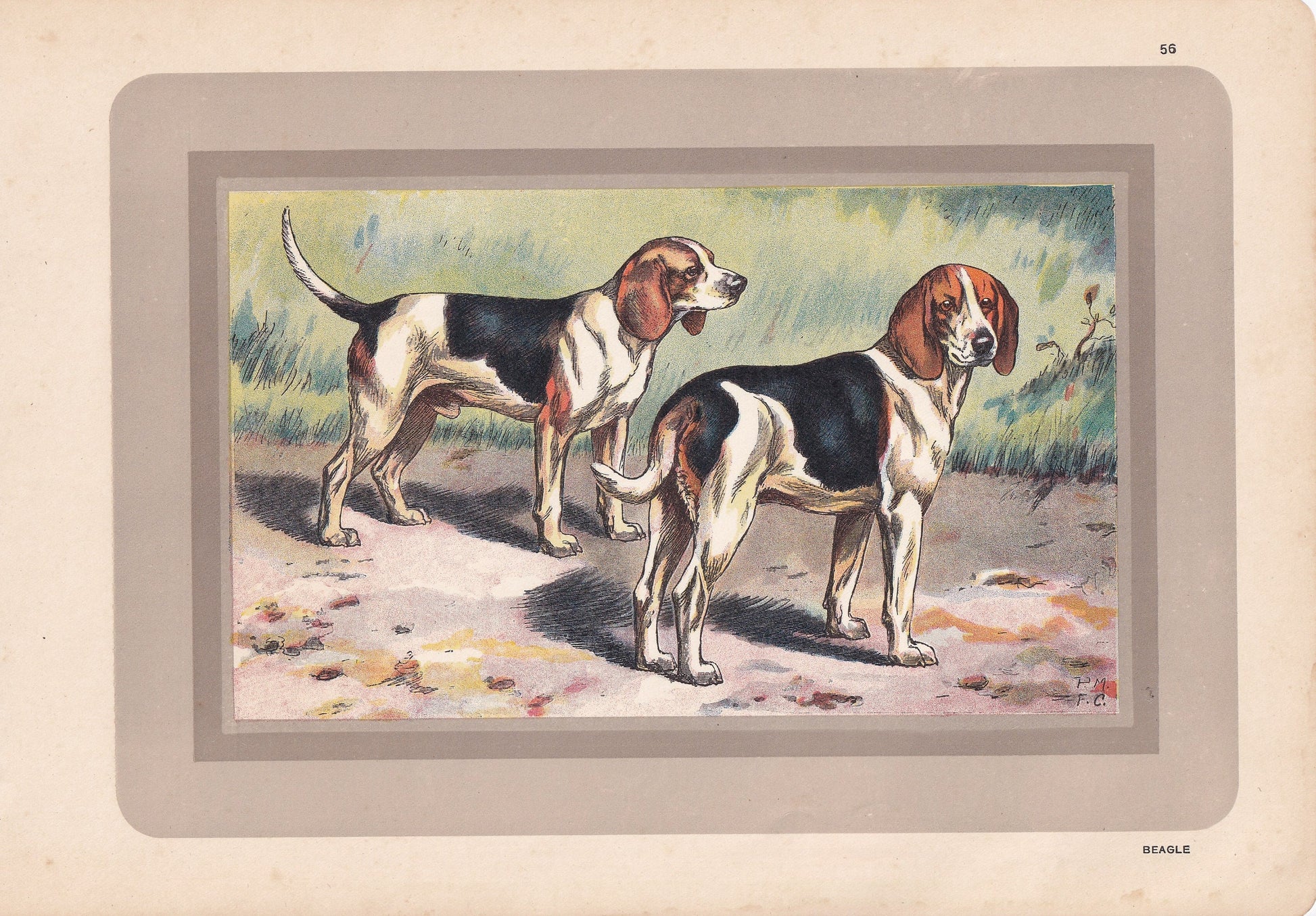 1931 BEAGLE DOG Print - Original Antique Hunting Dog Print - Dog Wall Art - 92 Years Old - 11 x 7.75 Inches