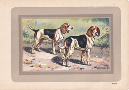 1931 BEAGLE DOG Print - Original Antique Hunting Dog Print - Dog Wall Art - 92 Years Old - 11 x 7.75 Inches
