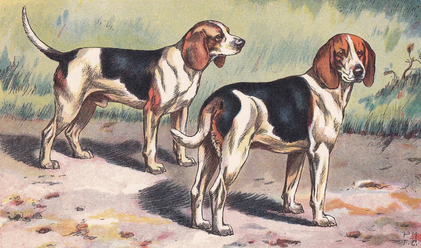 1931 BEAGLE DOG Print - Original Antique Hunting Dog Print - Dog Wall Art - 92 Years Old - 11 x 7.75 Inches