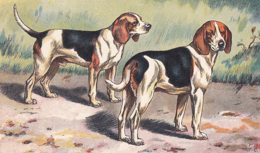 1931 BEAGLE DOG Print - Original Antique Hunting Dog Print - Dog Wall Art - 92 Years Old - 11 x 7.75 Inches