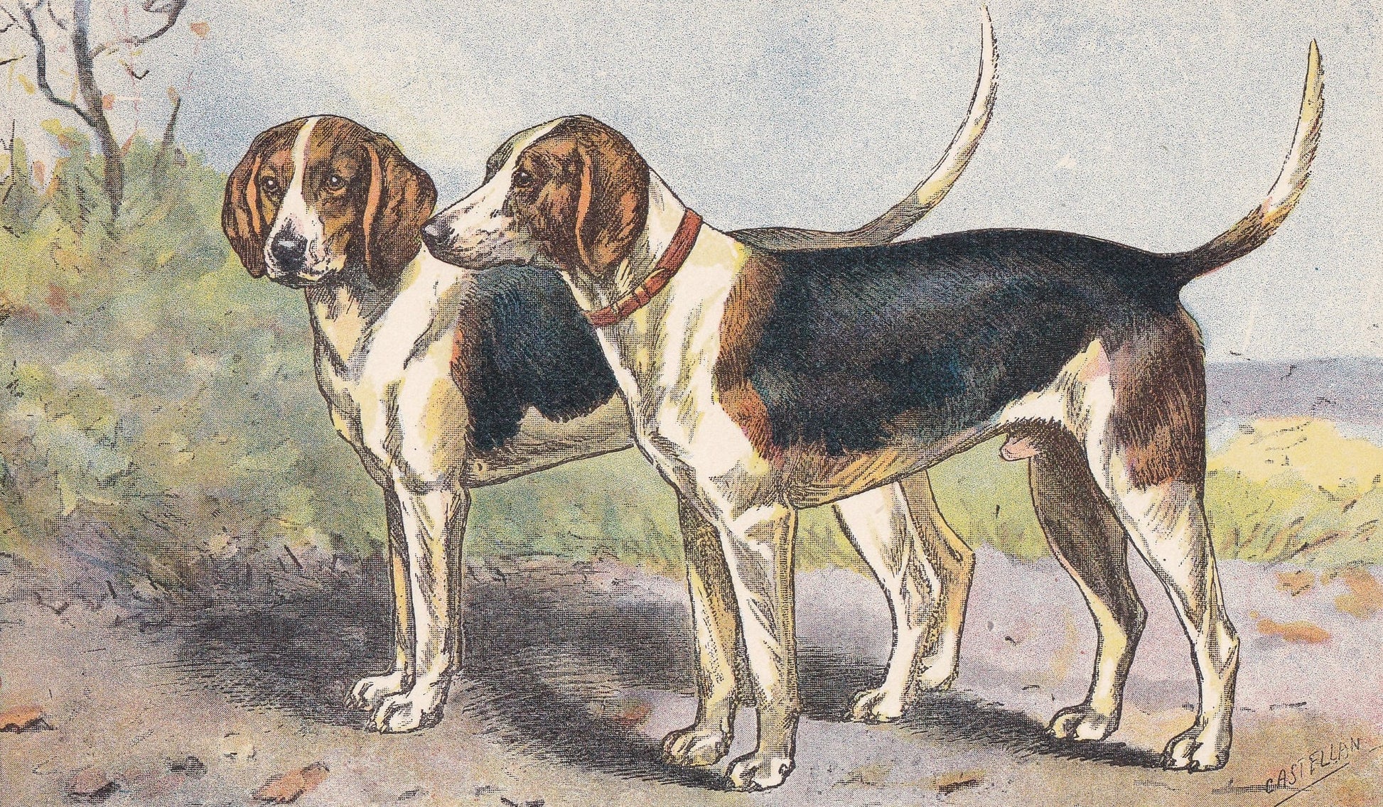 1931 HARRIER DOG Print - Original Antique Hunting Dog Print - Dog Wall Art - 92 Years Old - 11 x 7.75 Inches