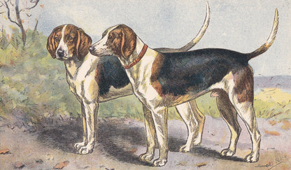 1931 HARRIER DOG Print - Original Antique Hunting Dog Print - Dog Wall Art - 92 Years Old - 11 x 7.75 Inches