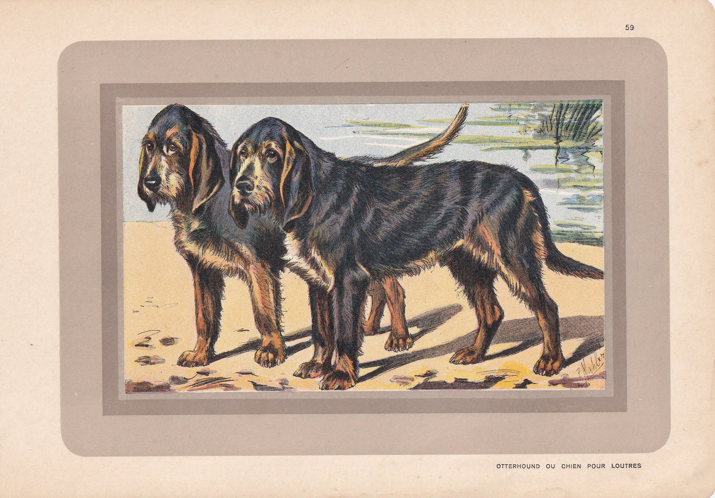 1931 OTTERHOUND DOG Print - Original Antique Hunting Dog Print - Dog Wall Art - 92 Years Old - 11 x 7.75 Inches