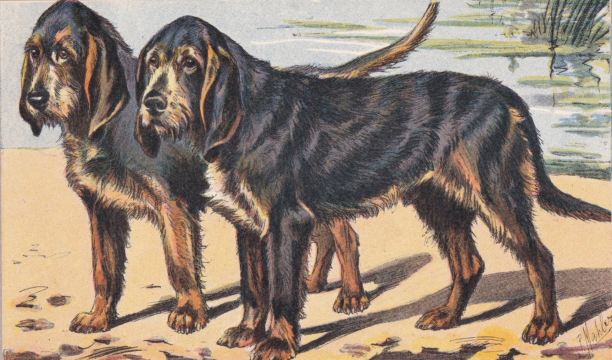 1931 OTTERHOUND DOG Print - Original Antique Hunting Dog Print - Dog Wall Art - 92 Years Old - 11 x 7.75 Inches