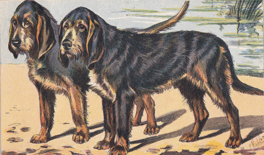 1931 OTTERHOUND DOG Print - Original Antique Hunting Dog Print - Dog Wall Art - 92 Years Old - 11 x 7.75 Inches
