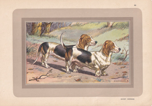 1931 BASSET ARTESIEN NORMAND Print - Original Antique Hunting Dog Print - Dog Wall Art - 92 Years Old - 11 x 7.75 Inches