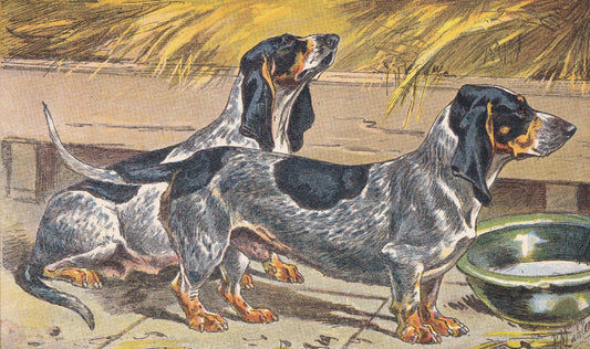 1931 BASSET BLEU de GASCOGNE Print - Original Antique Hunting Dog Print - Dog Wall Art - 92 Years Old - 11 x 7.75 Inches