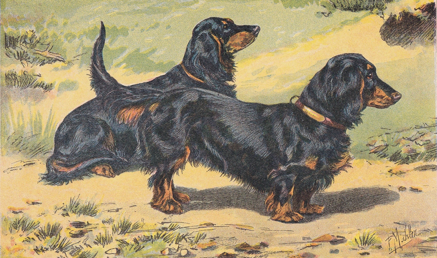 1931 DACHSHUND DOG Print - Original Antique Hunting Dog Print - Dog Wall Art - 92 Years Old - 11 x 7.75 Inches