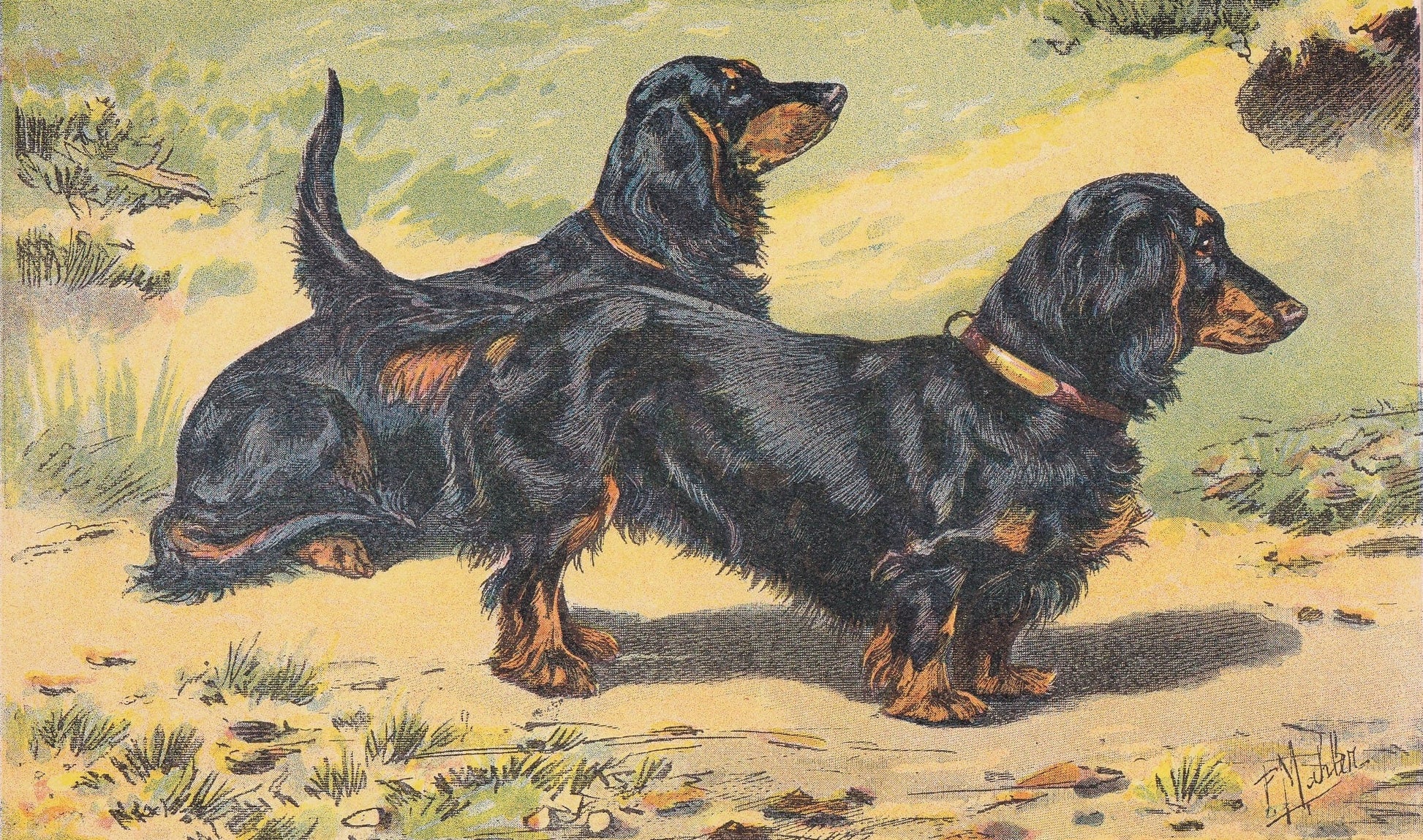 1931 DACHSHUND DOG Print - Original Antique Hunting Dog Print - Dog Wall Art - 92 Years Old - 11 x 7.75 Inches