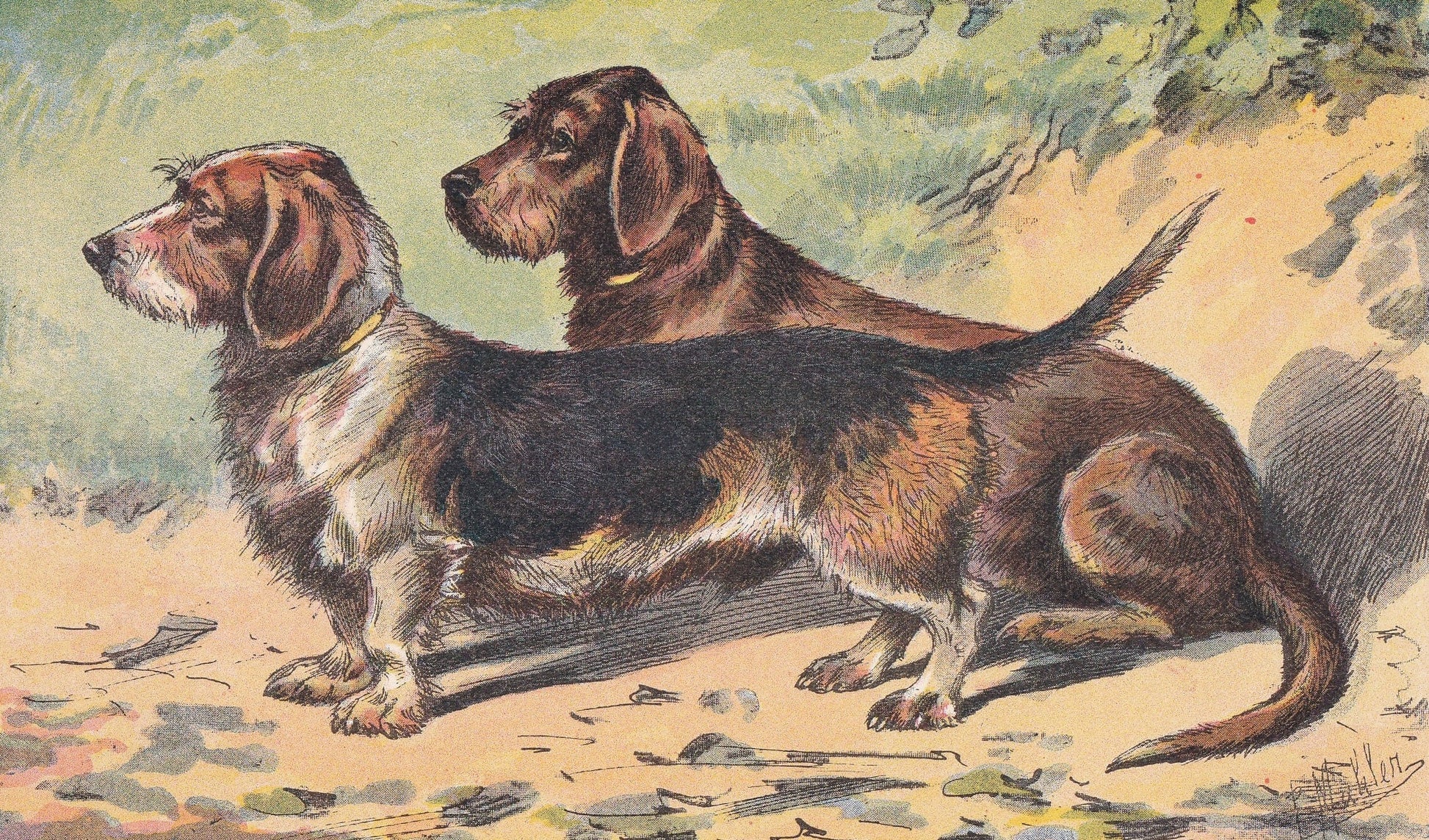 1931 DACHSHUND DOG Print - Original Antique Hunting Dog Print - Dog Wall Art - 92 Years Old - 11 x 7.75 Inches