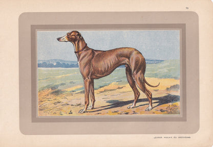 1931 GREYHOUND DOG Print - Original Antique Hunting Dog Print - Dog Wall Art - 92 Years Old - 11 x 7.75 Inches
