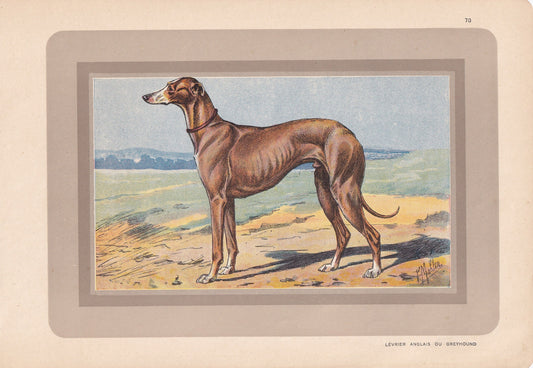 1931 GREYHOUND DOG Print - Original Antique Hunting Dog Print - Dog Wall Art - 92 Years Old - 11 x 7.75 Inches