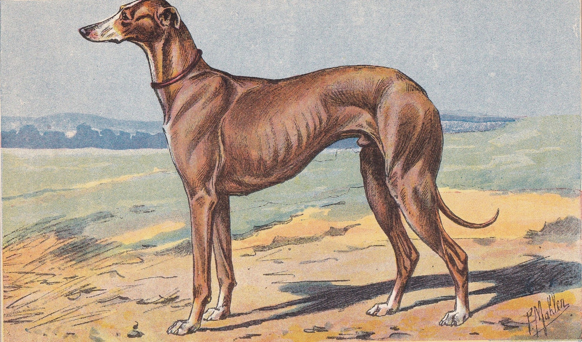 1931 GREYHOUND DOG Print - Original Antique Hunting Dog Print - Dog Wall Art - 92 Years Old - 11 x 7.75 Inches