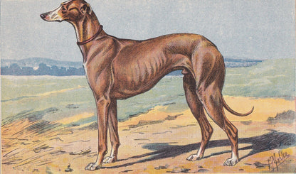 1931 GREYHOUND DOG Print - Original Antique Hunting Dog Print - Dog Wall Art - 92 Years Old - 11 x 7.75 Inches