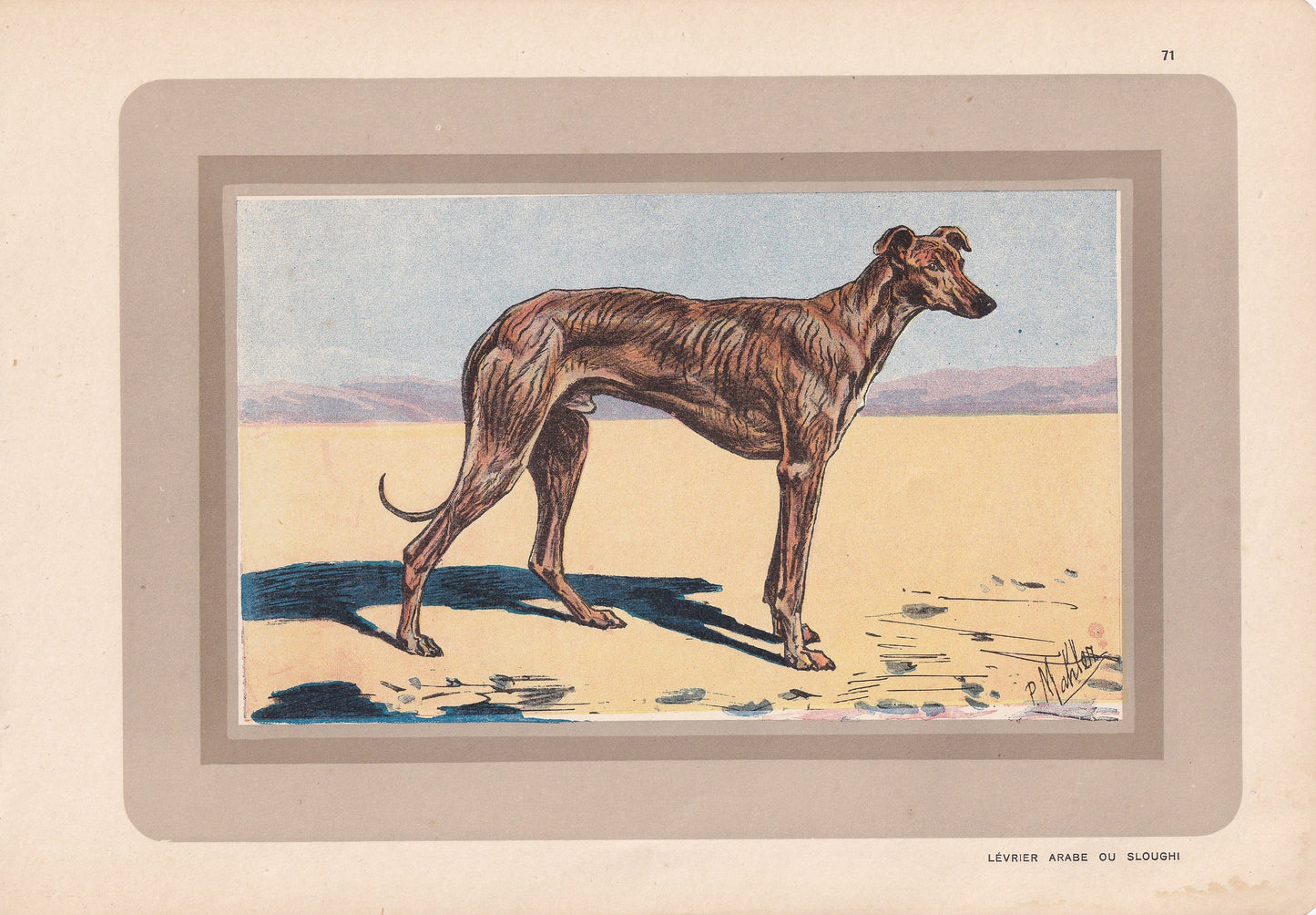 1931 ARABIAN GREYHOUND SLOUGHI Print - Original Antique Hunting Dog Print - Dog Wall Art - 92 Years Old - 11 x 7.75 Inches