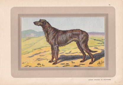 1931 IRISH WOLFHOUND Print - Original Antique Hunting Dog Print - Dog Wall Art - 92 Years Old - 11 x 7.75 Inches