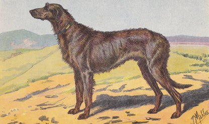 1931 IRISH WOLFHOUND Print - Original Antique Hunting Dog Print - Dog Wall Art - 92 Years Old - 11 x 7.75 Inches