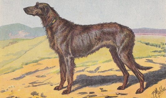 1931 IRISH WOLFHOUND Print - Original Antique Hunting Dog Print - Dog Wall Art - 92 Years Old - 11 x 7.75 Inches