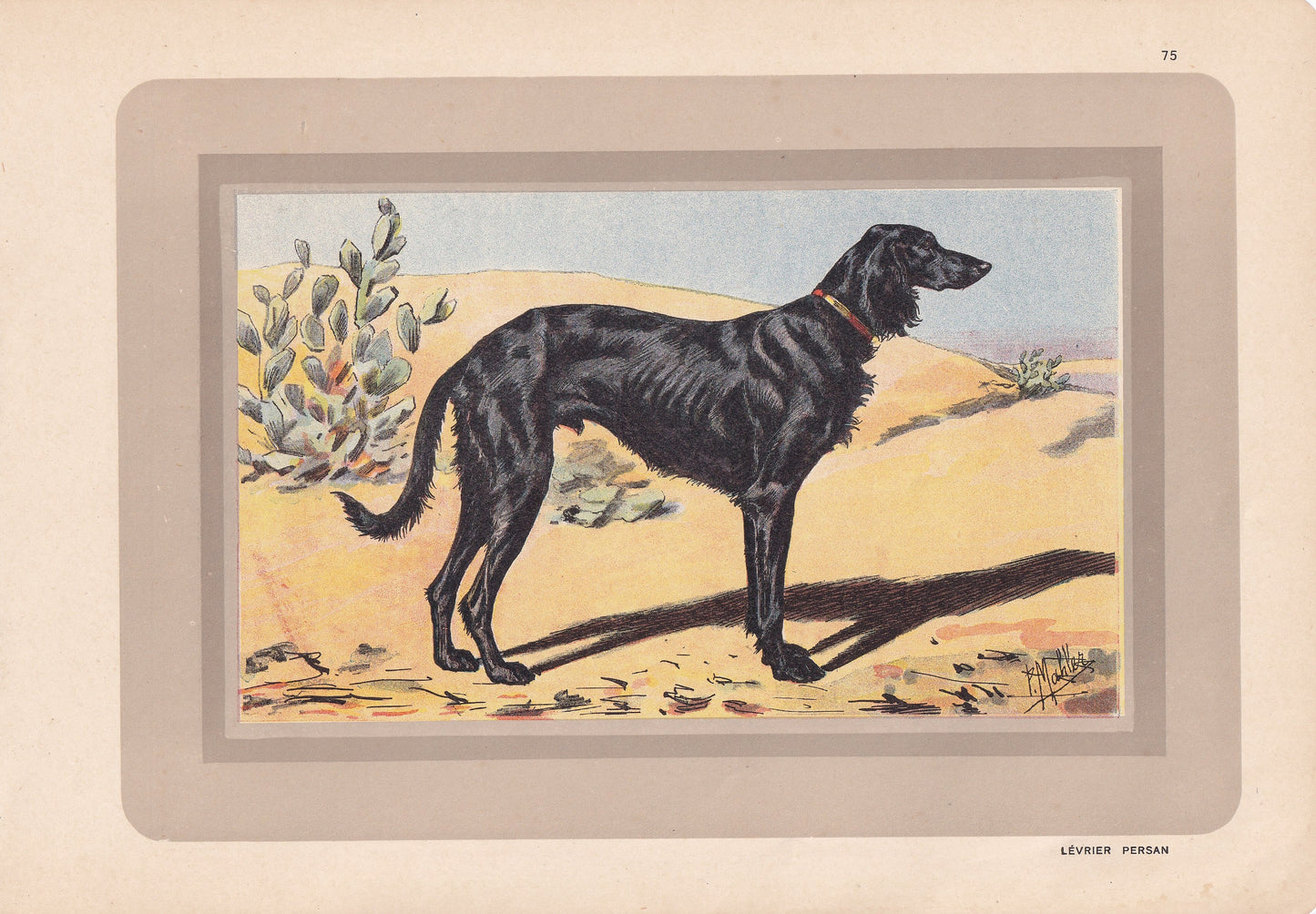1931 SALUKI Print - Original Antique Hunting Dog Print - Dog Wall Art - 92 Years Old - 11 x 7.75 Inches