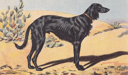 1931 SALUKI Print - Original Antique Hunting Dog Print - Dog Wall Art - 92 Years Old - 11 x 7.75 Inches