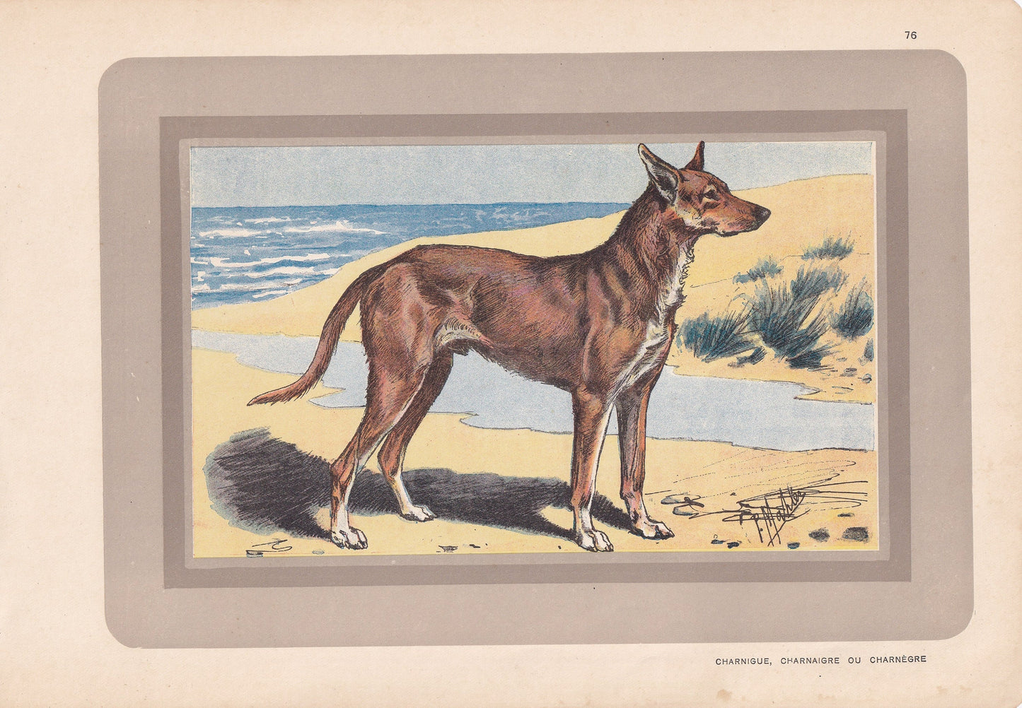 1931 IBIZAN HOUND Print - Original Antique Hunting Dog Print - Dog Wall Art - 92 Years Old - 11 x 7.75 Inches