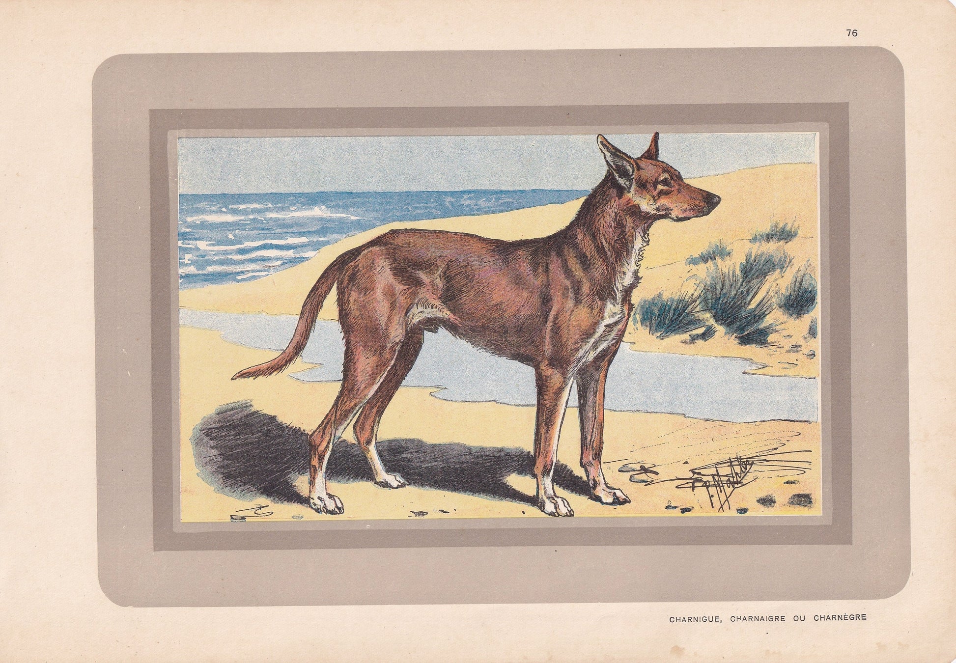 1931 IBIZAN HOUND Print - Original Antique Hunting Dog Print - Dog Wall Art - 92 Years Old - 11 x 7.75 Inches