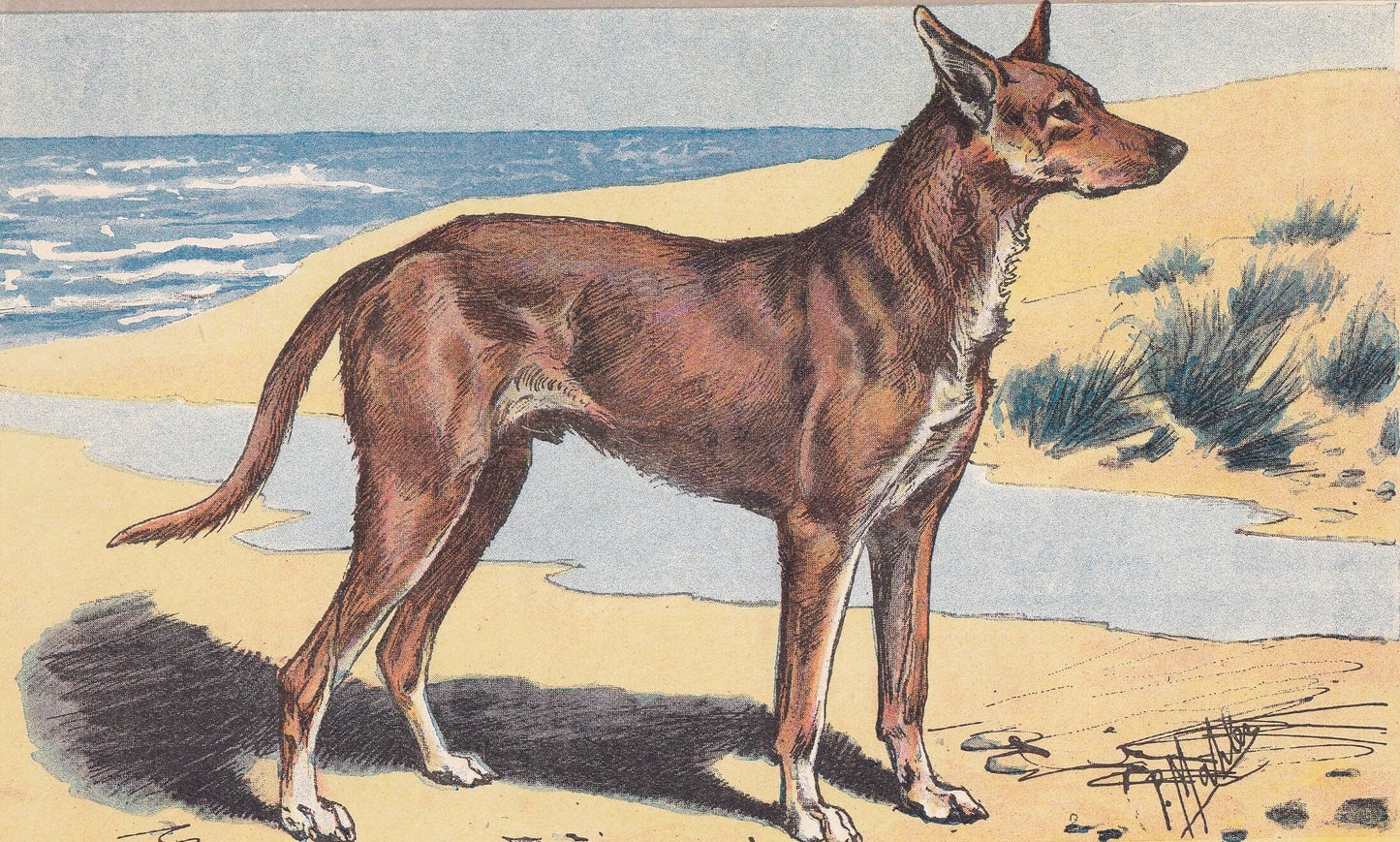 1931 IBIZAN HOUND Print - Original Antique Hunting Dog Print - Dog Wall Art - 92 Years Old - 11 x 7.75 Inches