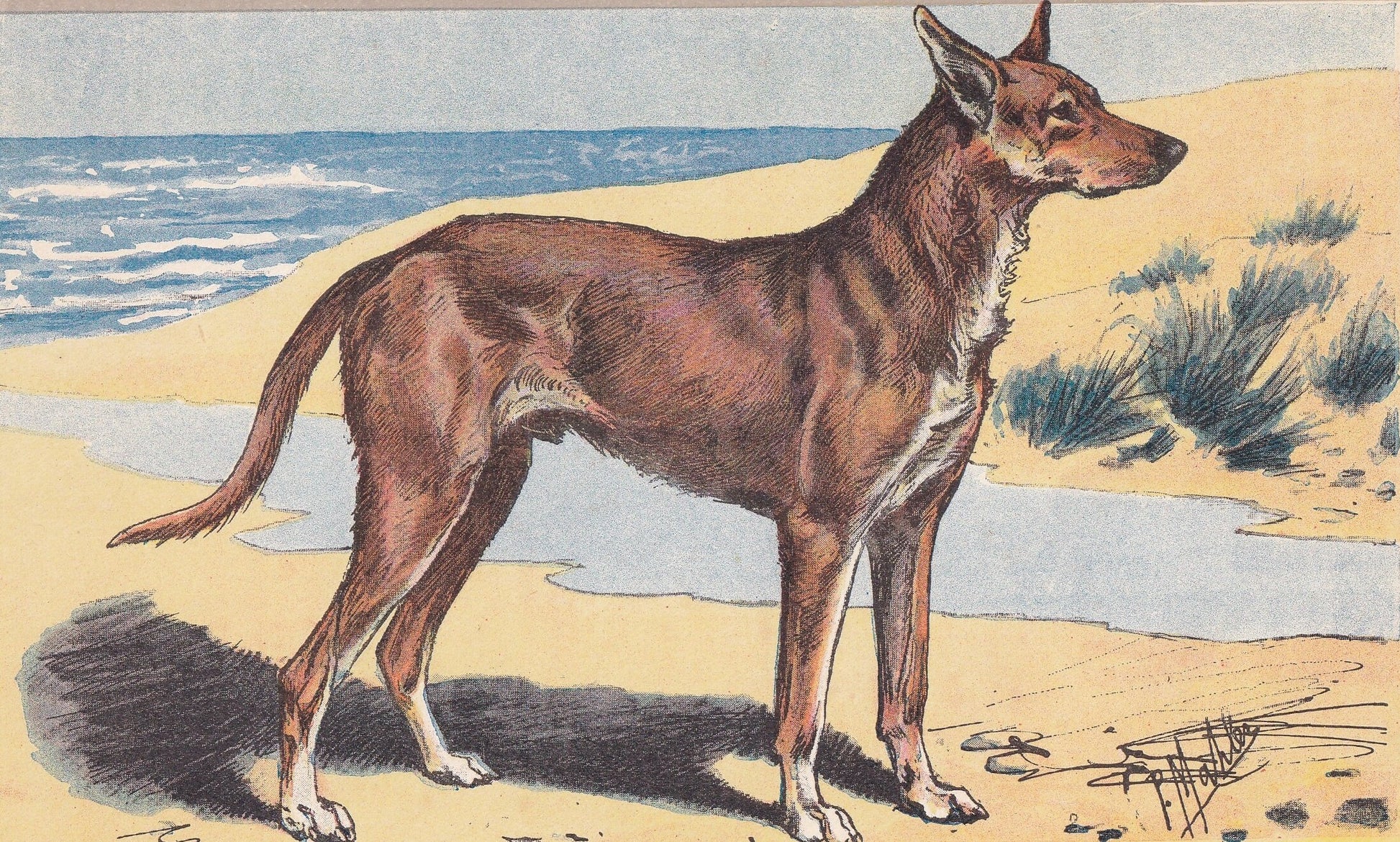 1931 IBIZAN HOUND Print - Original Antique Hunting Dog Print - Dog Wall Art - 92 Years Old - 11 x 7.75 Inches