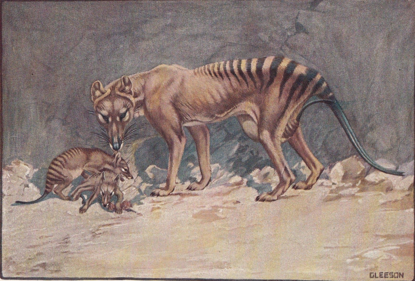 1934 THYLACINE TASMANIAN WOLF Print - Original Antique Print - Thylacine Wall Art - Tasmanian Tiger - 89 Years Old - 9.15 x 6