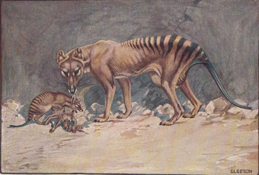 1934 THYLACINE TASMANIAN WOLF Print - Original Antique Print - Thylacine Wall Art - Tasmanian Tiger - 89 Years Old - 9.15 x 6