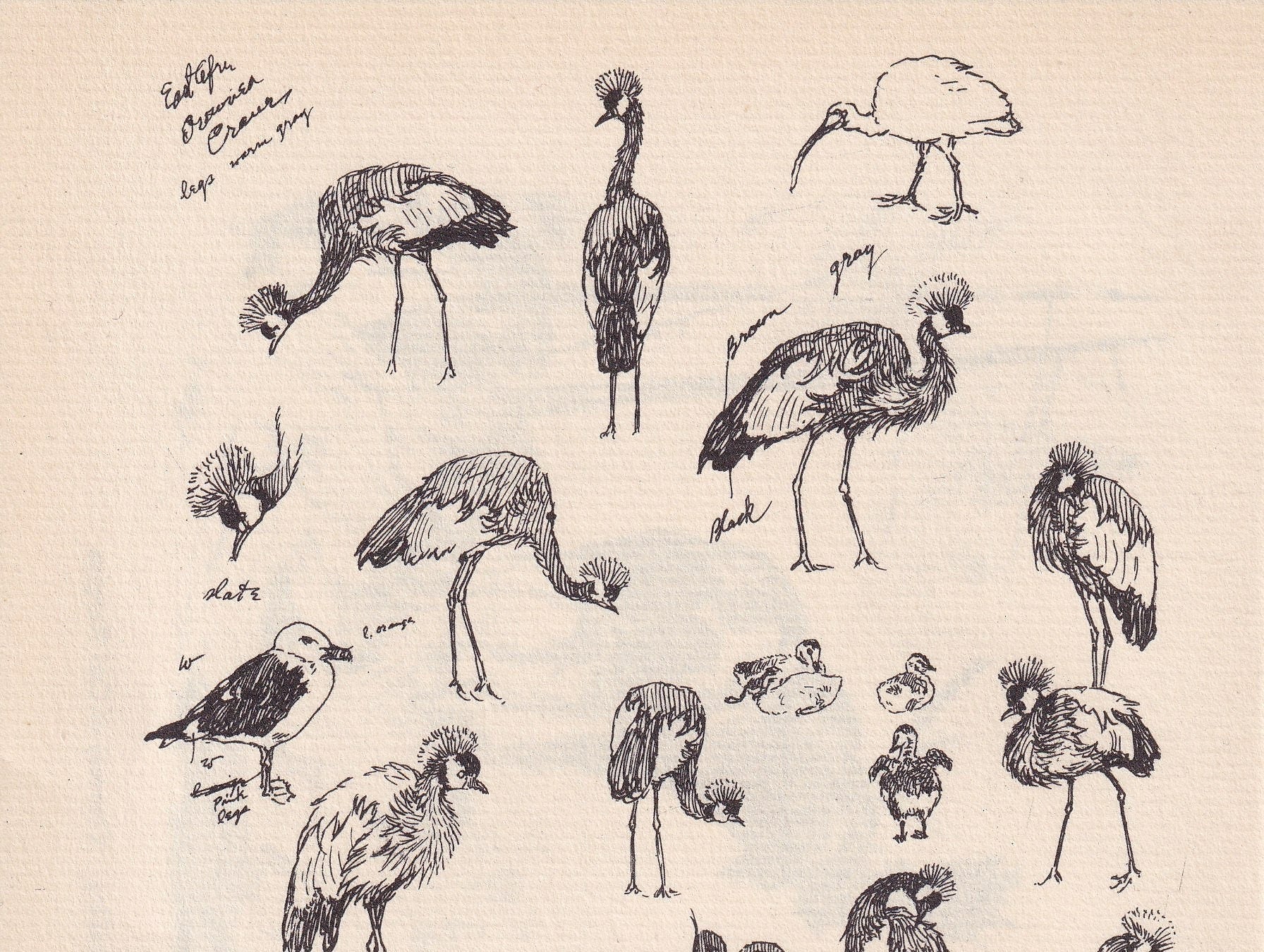 1934 BIRDS ANIMAL SKETCHES Print - Original Vintage Print - Animal Wall Art - Bird Wall Art - 89 Years Old - 9.15 x 6 Inches