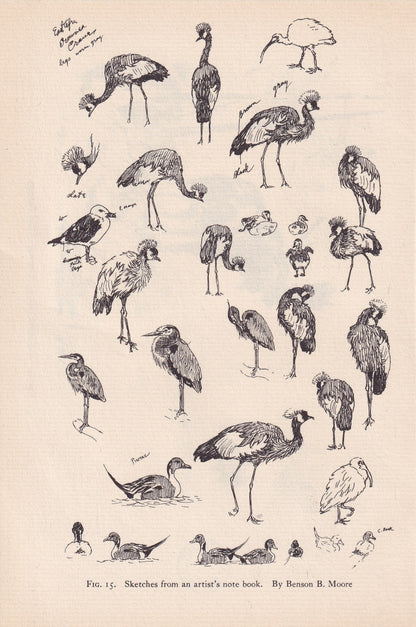 1934 BIRDS ANIMAL SKETCHES Print - Original Vintage Print - Animal Wall Art - Bird Wall Art - 89 Years Old - 9.15 x 6 Inches
