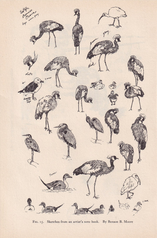 1934 BIRDS ANIMAL SKETCHES Print - Original Vintage Print - Animal Wall Art - Bird Wall Art - 89 Years Old - 9.15 x 6 Inches