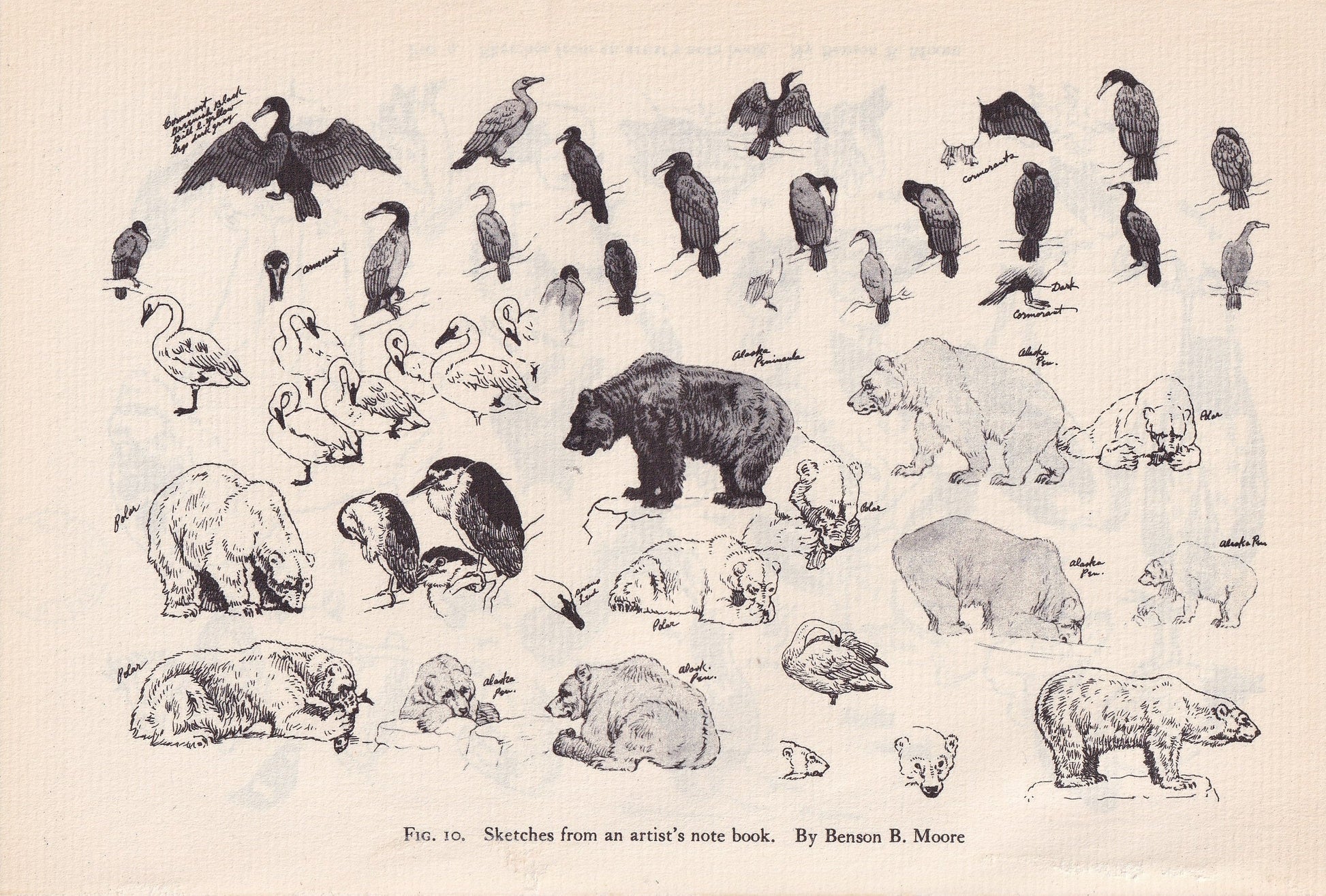 1934 ANIMAL SKETCHES Print - Original Vintage Print - Animal Wall Art - Bears & Birds Wall Art - 89 Years Old - 9.15 x 6 Inches