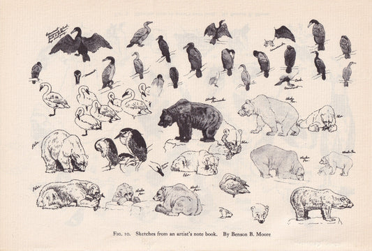 1934 ANIMAL SKETCHES Print - Original Vintage Print - Animal Wall Art - Bears & Birds Wall Art - 89 Years Old - 9.15 x 6 Inches