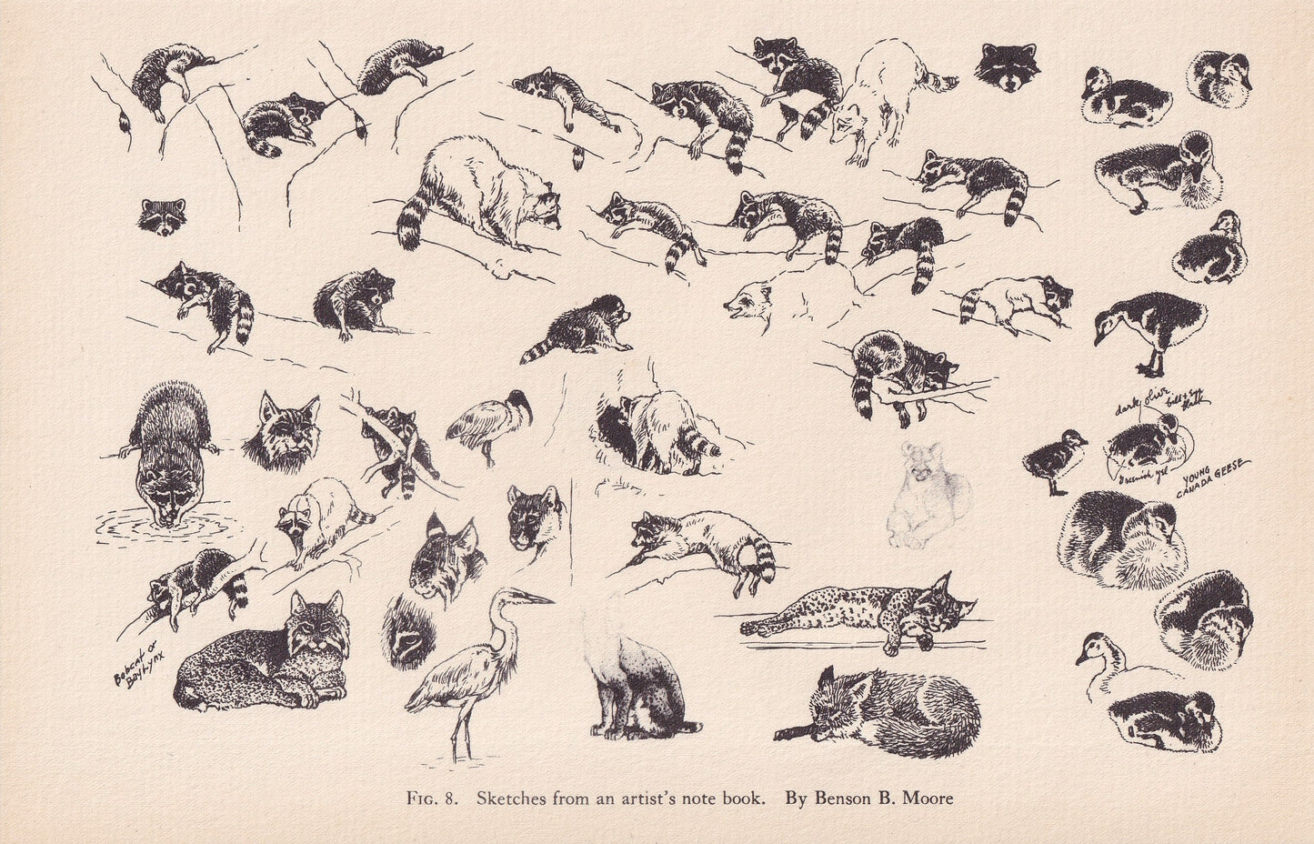 1934 ANIMAL SKETCHES Print - Original Vintage Print - Animal Wall Art - Raccoons & Birds Wall Art - 89 Years Old - 9.15 x 6 Inches