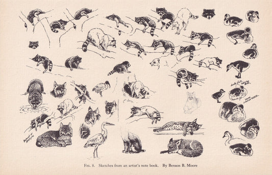 1934 ANIMAL SKETCHES Print - Original Vintage Print - Animal Wall Art - Raccoons & Birds Wall Art - 89 Years Old - 9.15 x 6 Inches