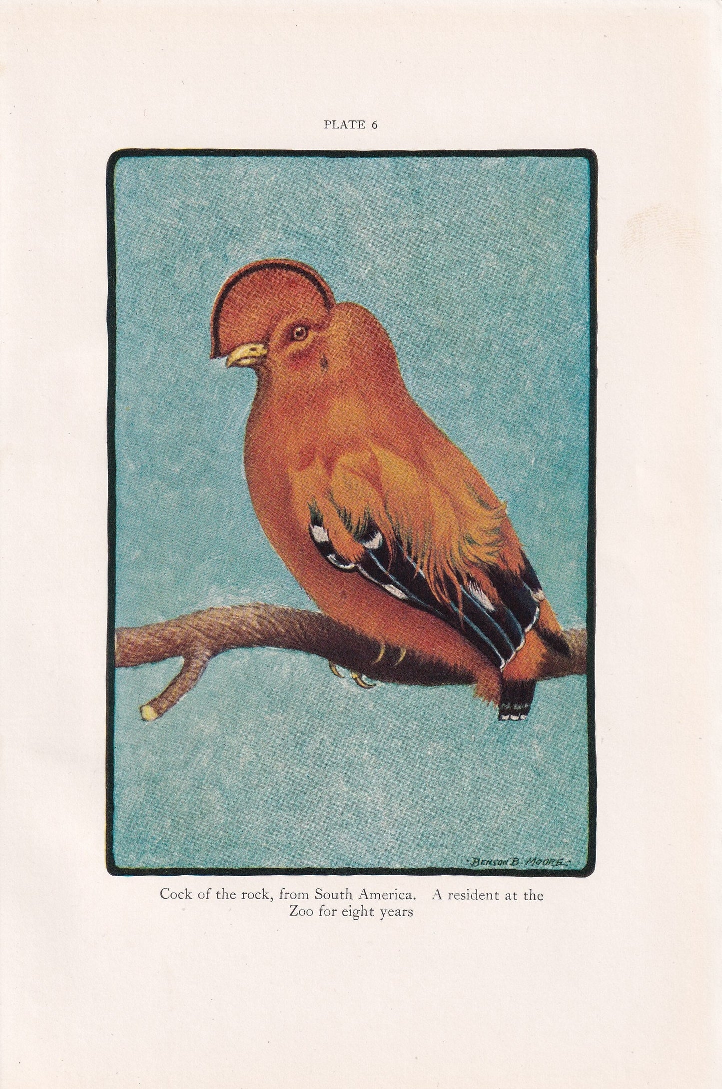 1934 COCK of the ROCK BIRD Print - Original Vintage Print - Animal Wall Art - Bird Wall Art - 89 Years Old - 9.15 x 6 Inches